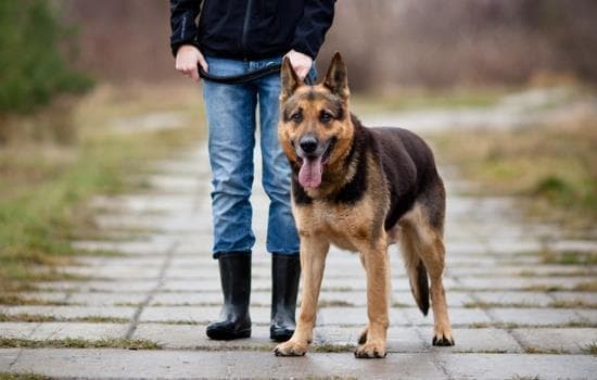 Animais perigosos e adestradores caninos.